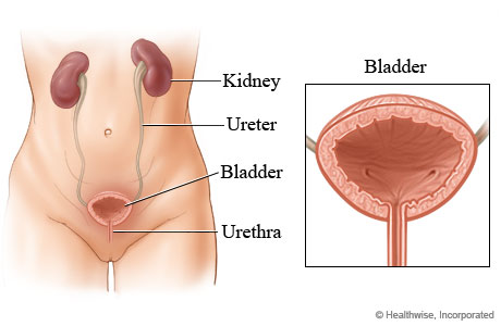 Urine female in blood Blood in